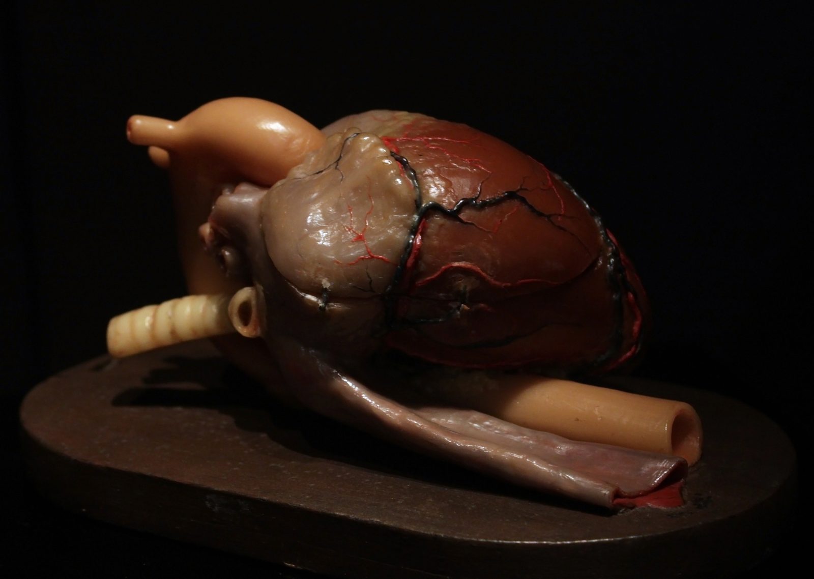 Photograph of an anatomical wax model of an adult human heart with the stumps of its great vessels, resting on a dark wooden stand against a black background.