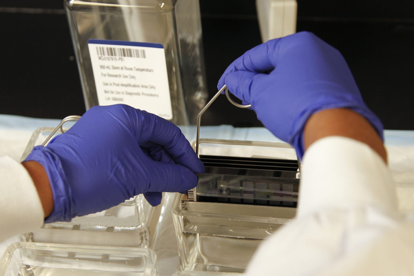 Gloved hands lowering a glass cover onto a SNP genotyping array held in a metal rack. Behind them stands a reagent bottle whose label reads, among other lines, For Research Use Only and Not for Use in Diagnostic Procedures.